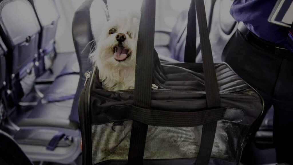 american pet policy