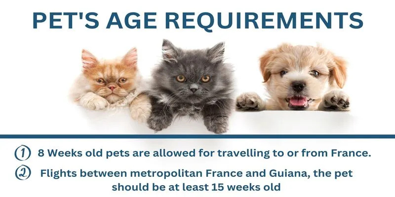 Air France Pet Age Requirement