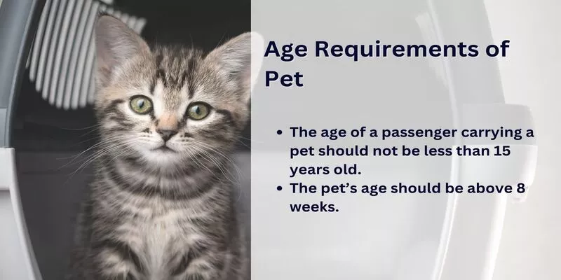 Allegiant Air Pet Age Requirement