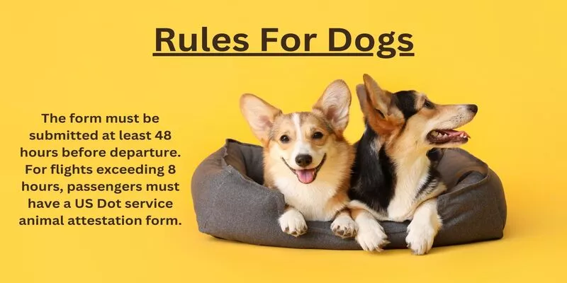 Frontier Airlines Pet Rules