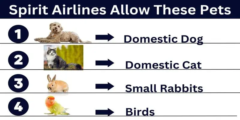 Spirit Airlines Pets Allowed On Board