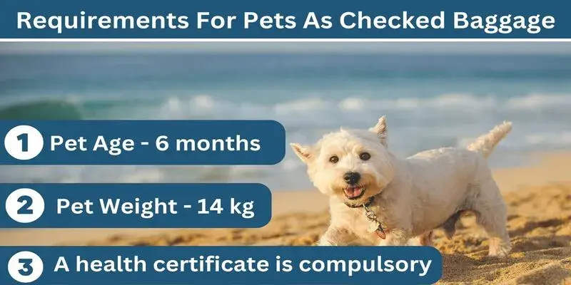 Requirements For Pets As Checked Baggage At Lufthansa Airlines